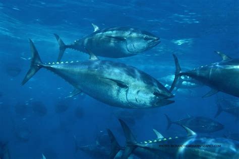 Pacific Bluefin Tuna in Trouble, Scientists Say | Live Science