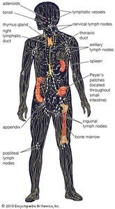 Lymph nodule | anatomy | Britannica.com