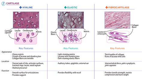 The Musculoskeletal/Integumentary System: Cartilage Histology | Draw It to Know It