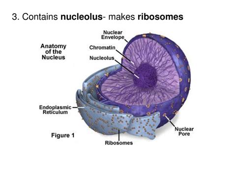 Cell Structure and Function - ppt download