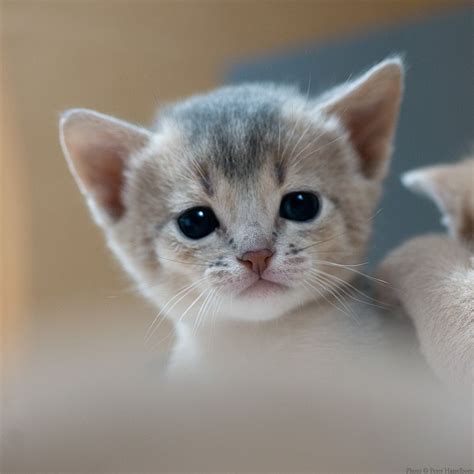 Blue Abyssinian Kitten