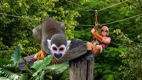 MonkeyLand and Zip Line Adventure in Punta Cana - TravelSearch Guru