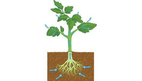 What is transpiration? - Twinkl