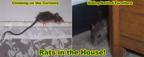 Getting Rid of Rats in Your House