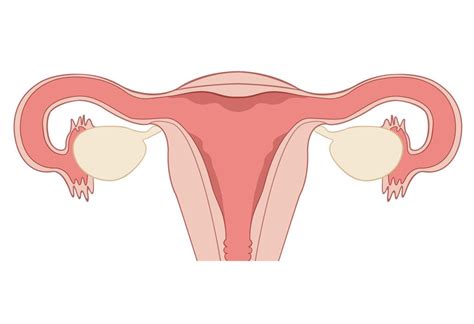 How The Size Of Ovaries Influence The Ability to Get Pregnant?