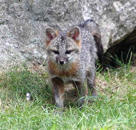 "Gray Fox Pup - Bow, NH 06-18-12" by David Lipsy | Redbubble