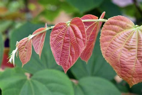 Learn About Growing Phalsa Sherbet Berry Plants | luv2garden.com