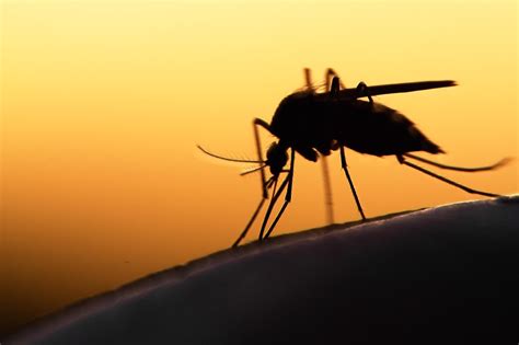 What Diseases Can You Get From Mosquitoes?