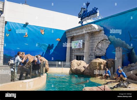 Seals frolic outside Atlantis Marine World aquarium, Riverhead, North ...