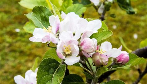 How Long Dwarf Apple Trees Produce (& Causes of No Fruit) - Rennie Orchards