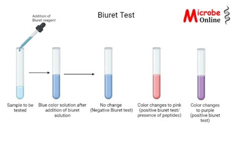 Biuret Test: Principle, Procedure, and Uses • Microbe Online