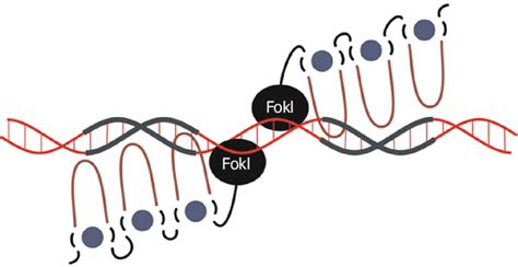 Schematic representation of zinc finger nuclease interactions with DNA.... | Download Scientific ...