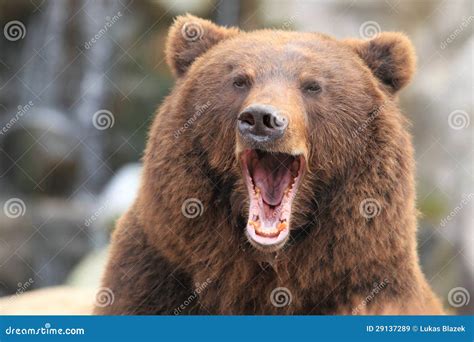 Kamchatka brown bear stock image. Image of mammal, ursus - 29137289