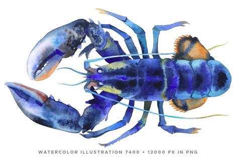 a watercolor illustration of a blue lobster