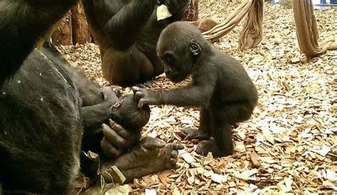 Baby Western Lowland Gorilla Born at ZSL London Zoo