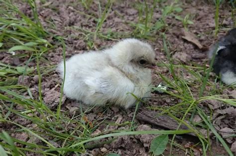 10 Gorgeous Blue Chicken Breeds: Blue Is The New White! - ChickenMag