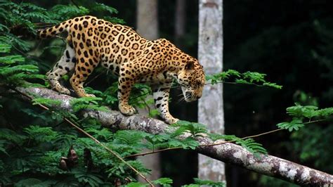 Jaguar Picture, Jaguar Walking, #18489