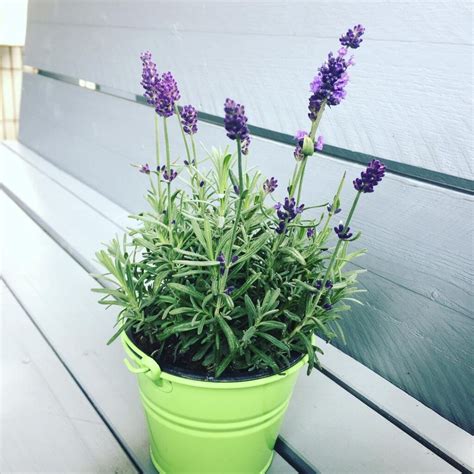 Lavender Plant (Lavandula) Care - How to Take Care & Grow Lavender ...