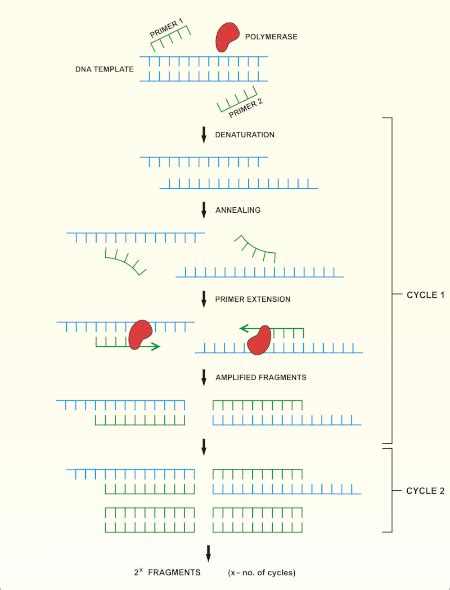 16s Rrna Sequencing A Pcr Based Technique To Identify Bacterial | Free Download Nude Photo Gallery