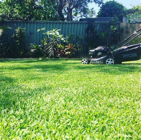 Sir Walter Turf Buffalo Grass - Sir Walter Brisbane Gold Coast QLD