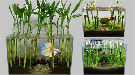 Aquarium Mini, Aquarium Garden, Betta Aquarium, Live Aquarium Plants, Betta Fish Tank, Planted ...