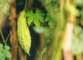 Bitter Melon Tea Leaves - Cypress Consultants (Full Circle Farm)