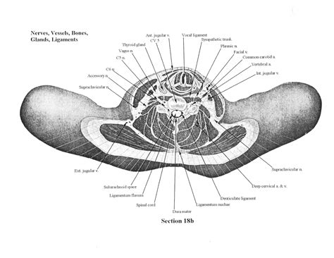 Cross-sectional Human Anatomy