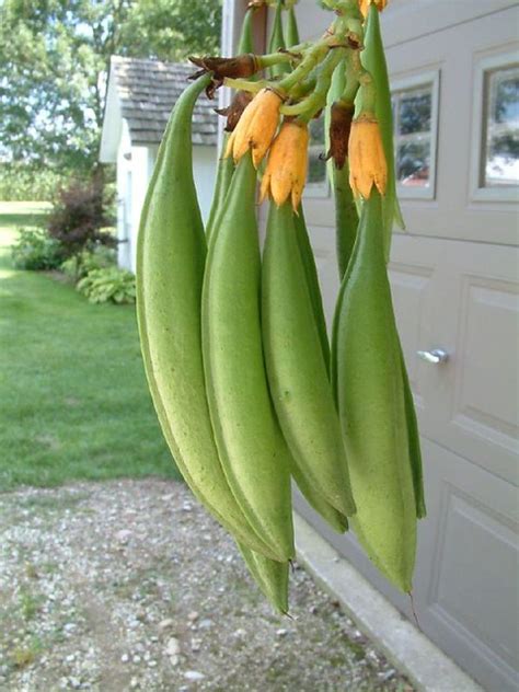 More Trumpet Vine seed pods | Hank Feeser | Flickr