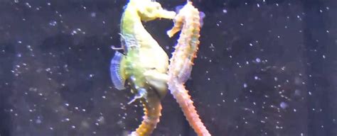 The male seahorse carries the eggs until they hatch instead of the female | The Fact Base