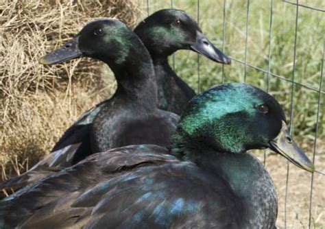 Cayuga Duck: Shiny Green Beauties Laying Dark Colored Eggs