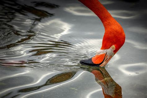 Why Are Flamingo Beaks Bent?