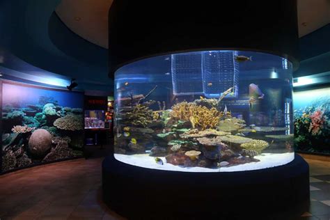 Two Oceans Aquarium, Cape Town - Timings, Entry Fees - Holidify