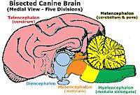 Lab 3 Brain Gross Anatomy - Divisions