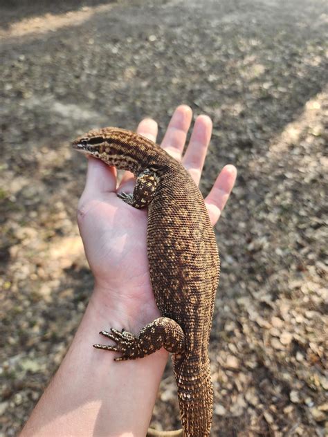 Yellow Ackie Monitor Other Monitor by Pineapple Exotics - MorphMarket