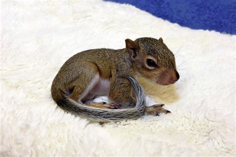 Baby Gray Squirrel At Vet Photograph by Charles Angelo - Pixels