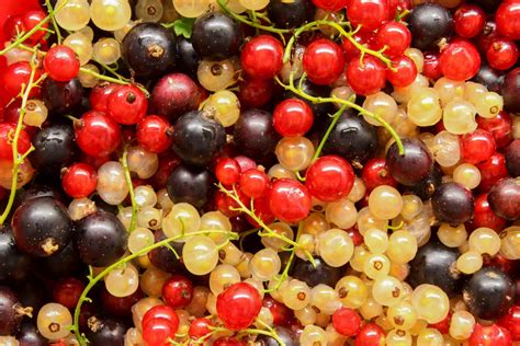 How (and why) to grow your own white currants: 'Scatter them over a knickerbocker glory ...