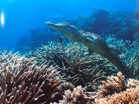 Crocodile spotted at the Great Barrier Reef! I wrote this article several months ago when there ...