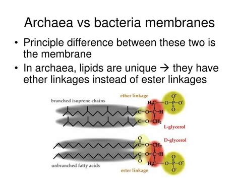 Archaea Vs Bacteria