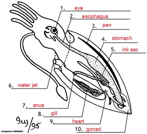 Squid Dissection Teacher's Guide