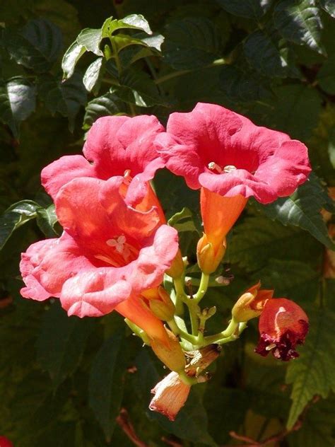 Trumpet Creeper | Hummingbird plants, Campsis, Trumpet vine