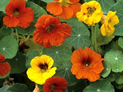 Growing Nasturtiums: Tips For Care Of Nasturtiums