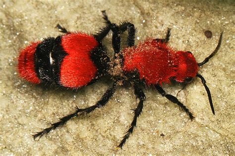 Cow Killer Ants: Facts, Identification, and Control | Arete Pest Control