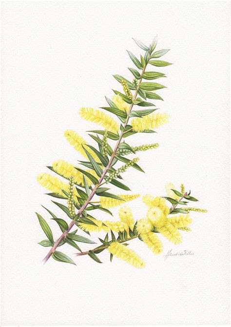 In pictures: Australian wattle Australian Flowers, Australian Art ...