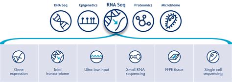 RNA Sequencing Services | GenomeScan