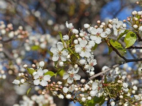 Blossoms of the Bradford Pear Tree - Birds and Blooms