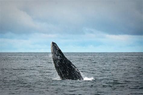 Gray Whale Breaching | The gray whale (Eschrichtius robustus… | Flickr