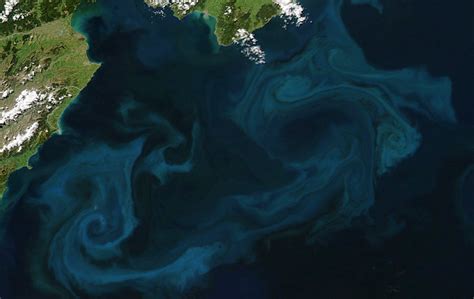 Phytoplankton Blooms Shed Light on Climate Change Effects | Mirage News