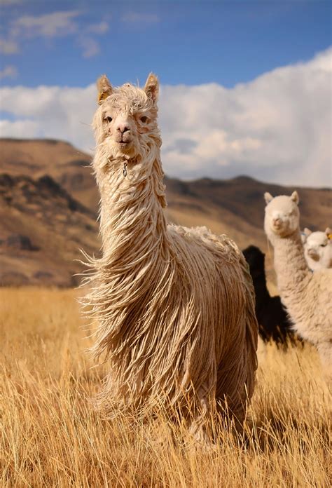 Long hair llamas, Andes Mountains, Peru https://www.chimuadventures.com ...