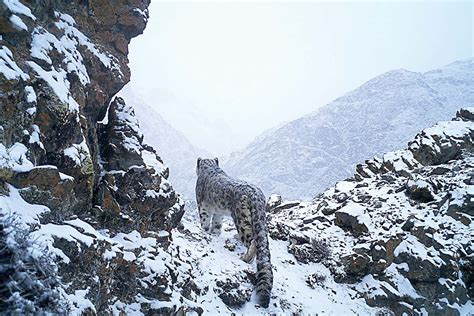 Hundreds of endangered wild snow leopards are killed each year | New ...