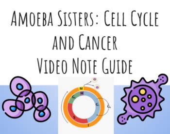 Amoeba Sisters: Cell Cycle and Cancer (updated video) by Mr Fox Science Rox